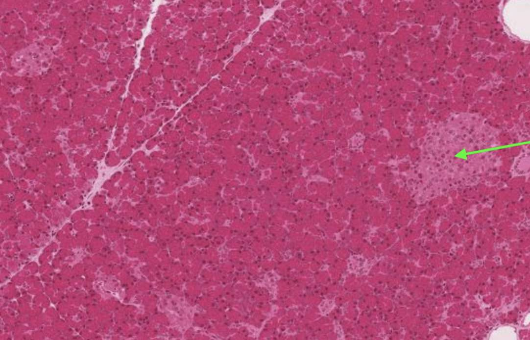 <p><strong>Identify the indicated structure.&nbsp;</strong></p>