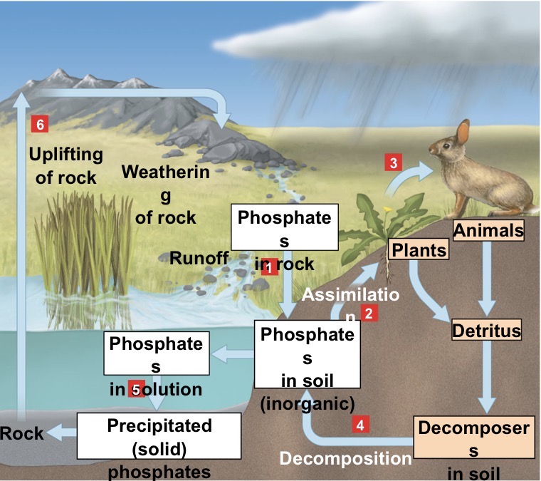 <p>Required for nucleic acids, phospholipids, and ATP with no atmospheric components - rocks being primary source. Phosphate levels often limiting factor in aquatic ecosystems</p>