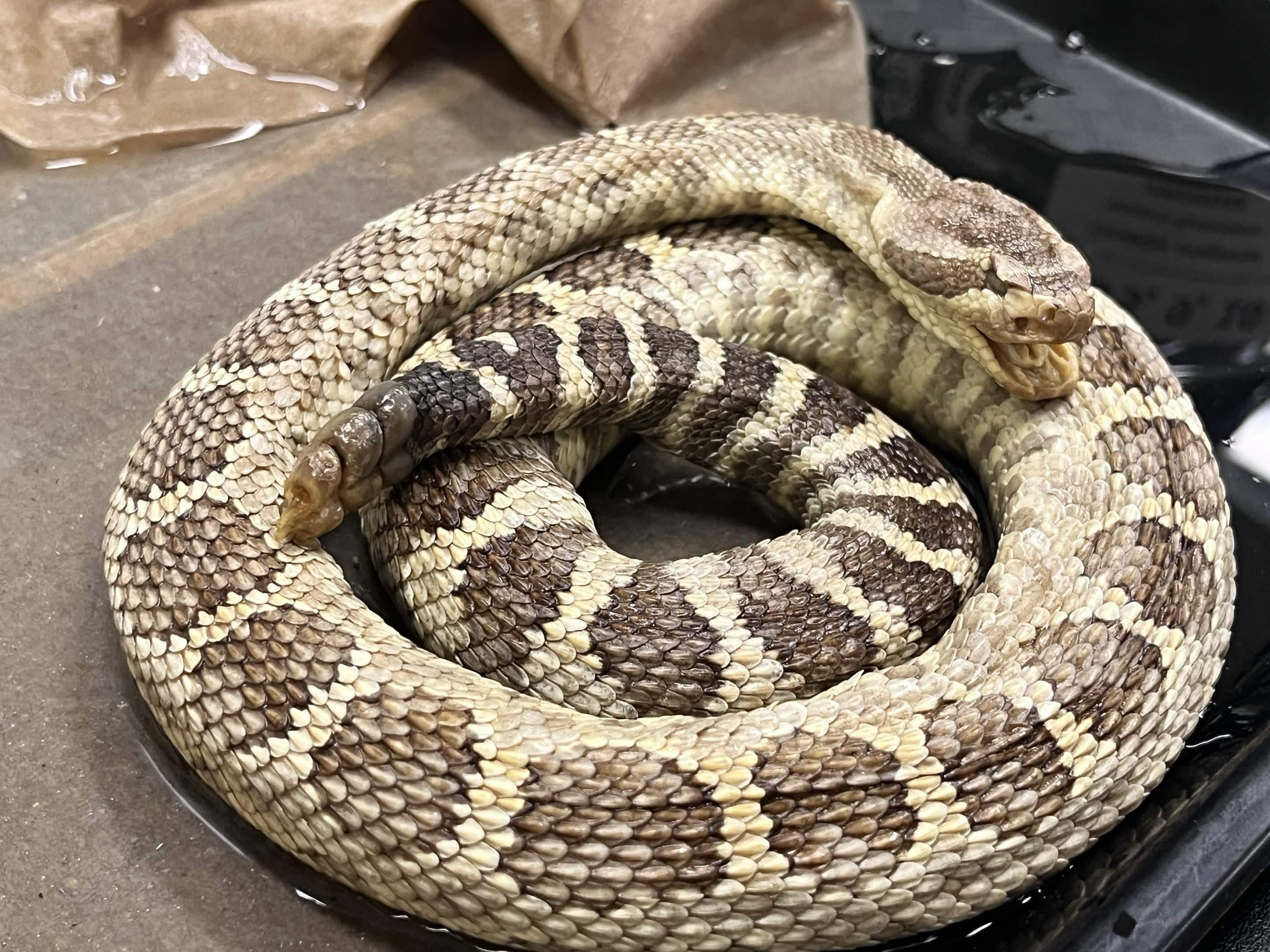 <p>Infraorder + Superfamily + Family + Subfamily + Scientific name?<br>- light eye stripe<br>- heat sensing pit<br>- Dark blotch with dark border</p>