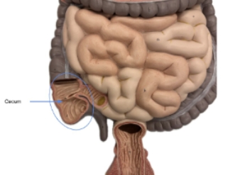 <p>cecum</p>