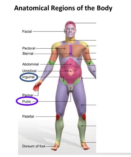 <p>think inguinal is triangle shaped area</p>