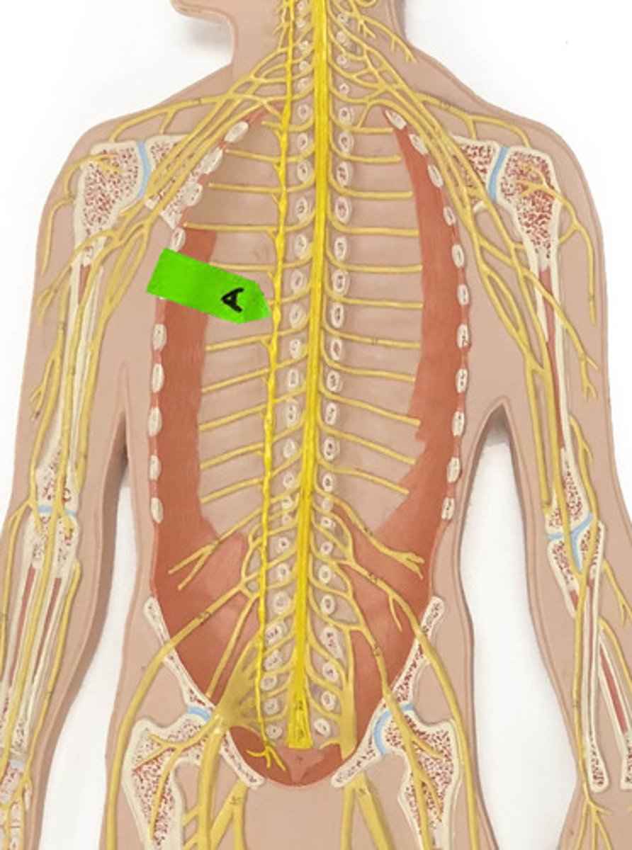 <p>Identify the structure.</p>
