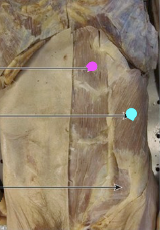 <p>Insertion of the muscle with the blue dot </p>