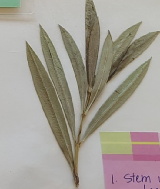 <p>Dicot or monocot?</p><p>Direction</p>