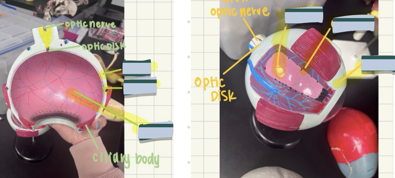 <p>Identify the retina, choroid, and sclera.</p>