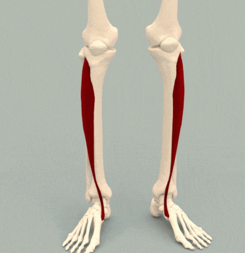 <p>What are the actions of the tibialis anterior?</p>