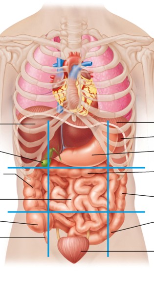 <p>Label the structures of the abdominopelvic regions</p>