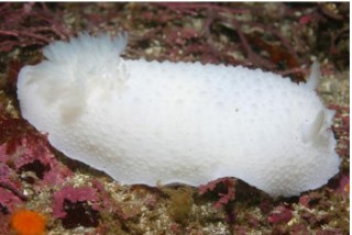 <p>dorid nudibranch, eat sponges</p>