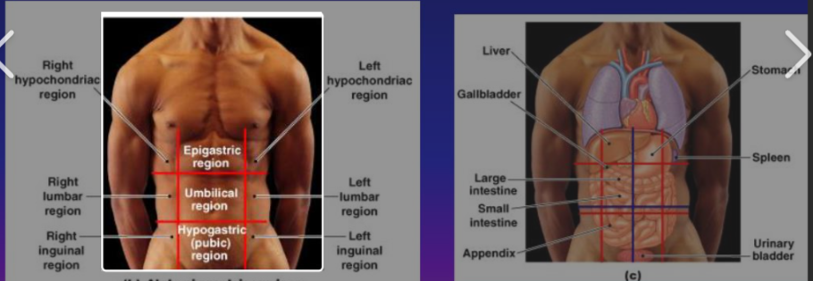 <ol><li><p>Left hypochondriac region</p></li><li><p>Epigastric region </p></li></ol><p></p>