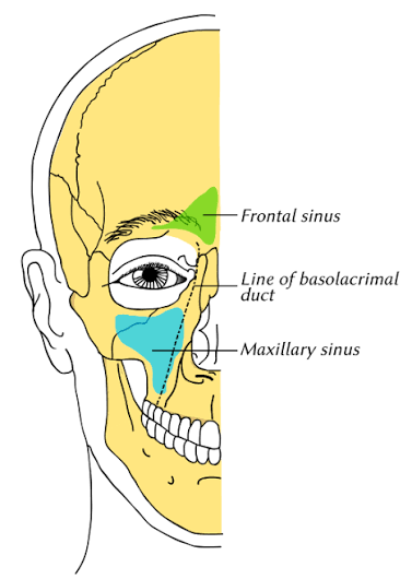 <p>space inside the inner corner of the eyebrows, lined by mucous membranes in the living</p>