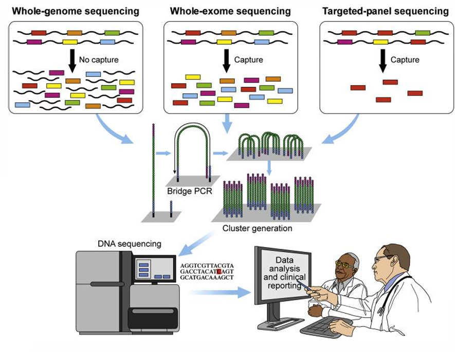 <ul><li><p>Genetic mapping and DNA sequencing of sets of genes or complete genomes of selected organisms</p></li><li><p>Can provide evidence of causation</p></li><li><p>Identification of disease-associated mutations: assess risk for diseases and discover effective drug targets</p></li><li><p>Identify variants: SNPs, INDELs, SVs</p></li></ul><p></p>