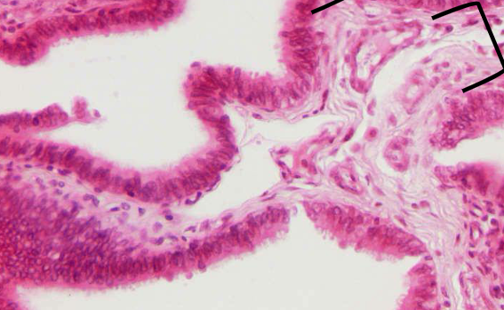 <p>welke weefsels</p>