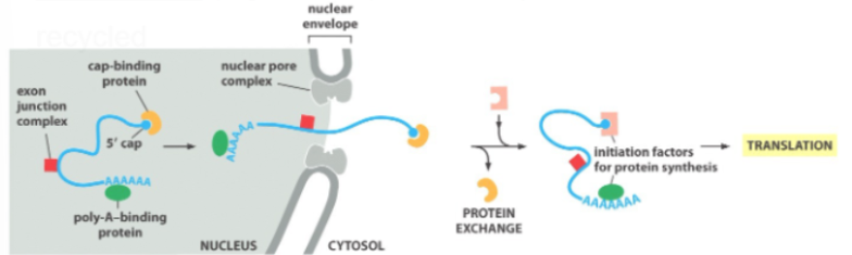 <p><span style="background-color: transparent;">nucleus : Waste RNA</span></p>