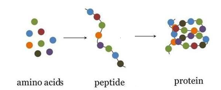 <ul><li><p>Amino acids link together by peptide bonds to form <strong>peptides</strong> (short chains). </p></li><li><p>As more amino acids join, peptides grow into <strong>polypeptides</strong>, which fold into specific 3‑D shapes to become functional <strong>proteins</strong></p></li></ul><p></p>