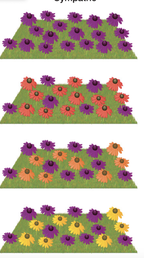 <p>what speciation?</p>