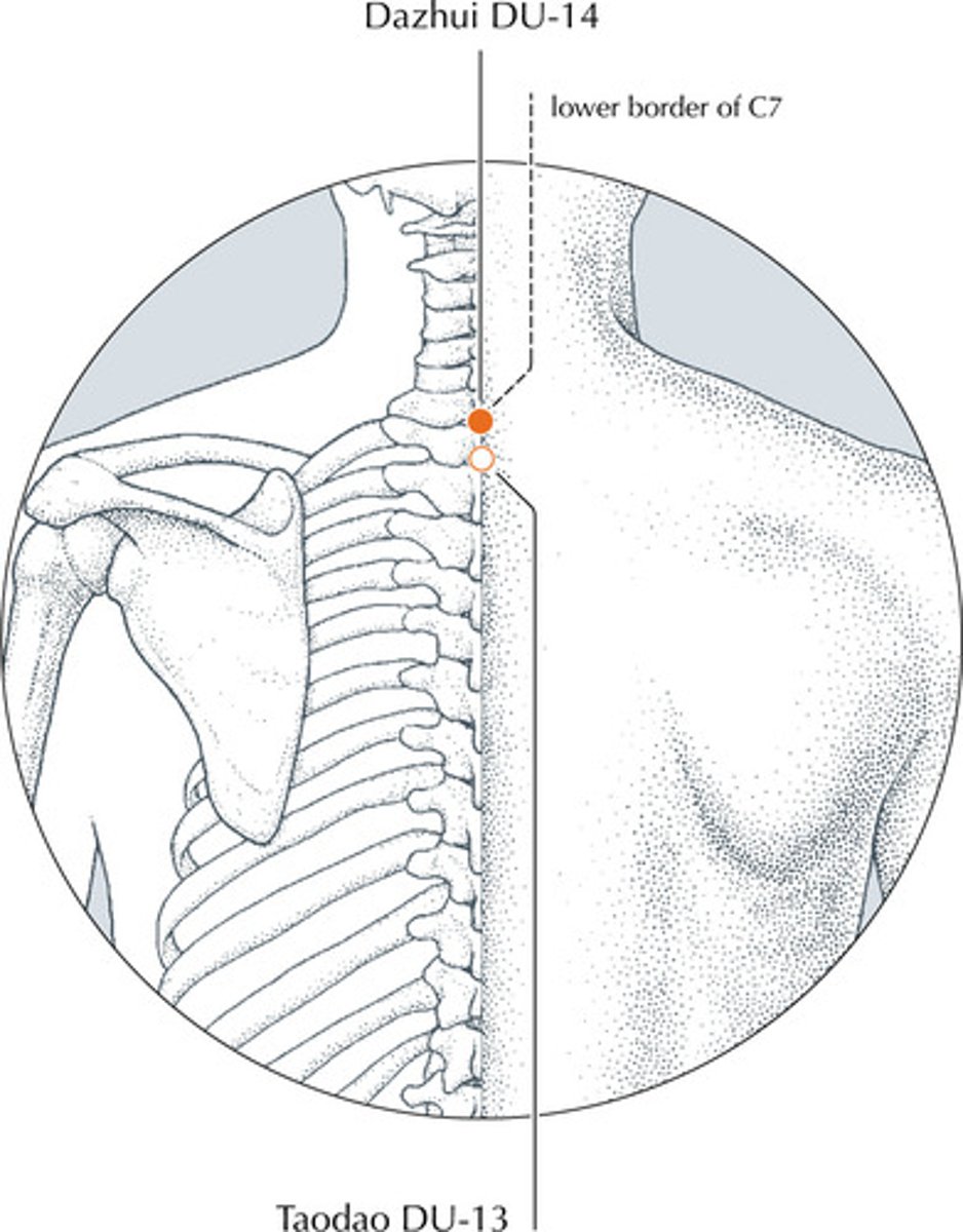 <p>-C7</p><p>-used to help determine the CR on a chest PA.</p><p>-palpitate base of neck</p>