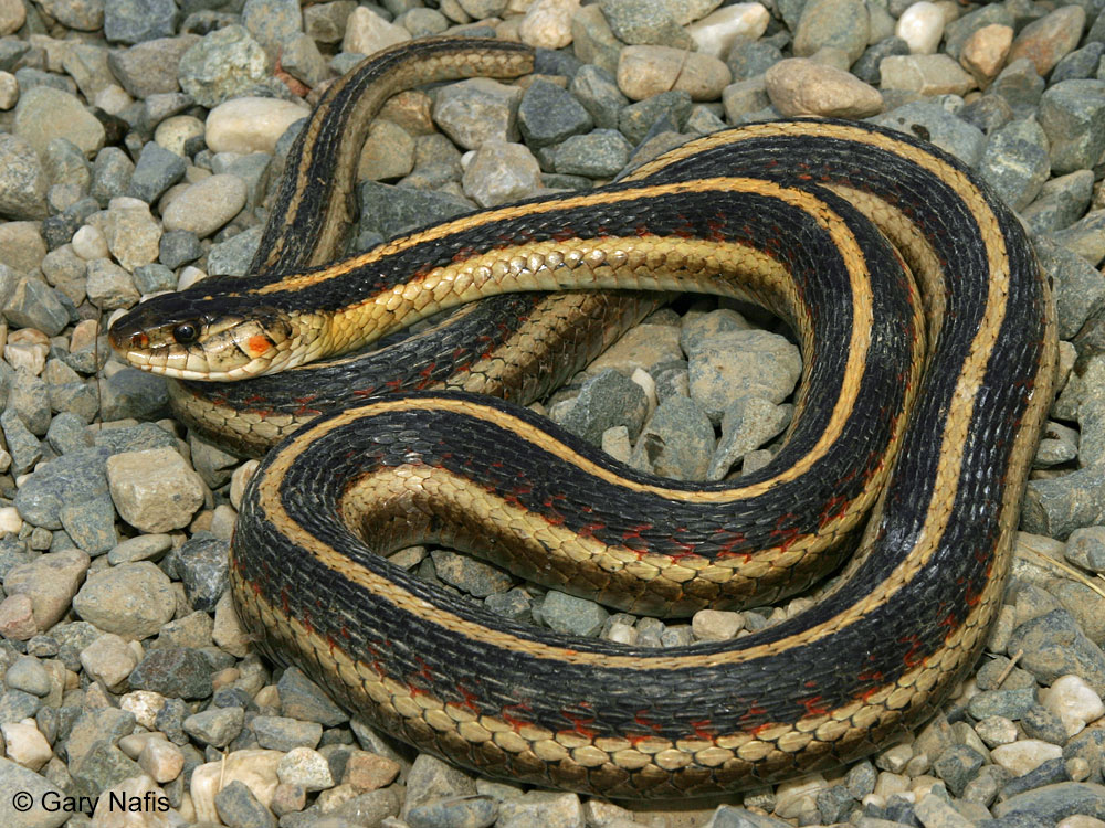 <p>Alethinophidia, Colubroidea, Colubridae<br>Thamnophis sirtalis<br>Common garter snake</p>