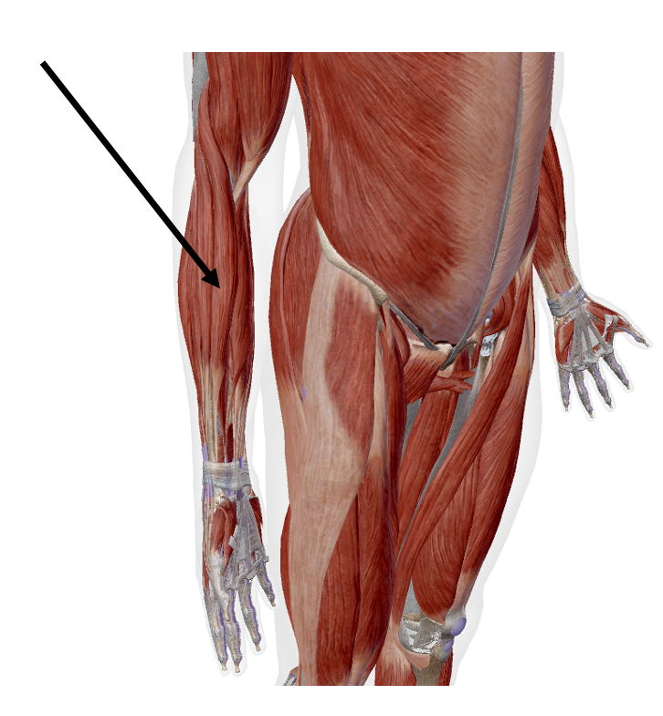 <p>Identify the name of the muscle that the arrow is pointing to in the image.</p>