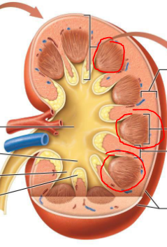 <p>Where are renal pyramids found</p>