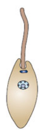<p>Kinetoplast near the anterior end.</p>