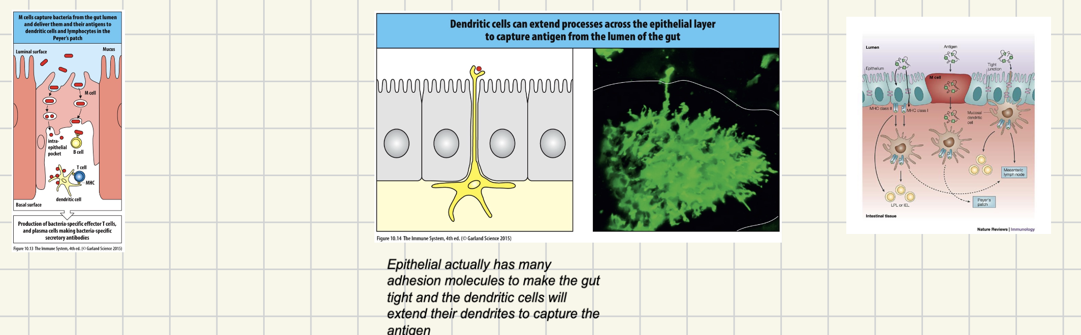 <ul><li><p><em>Antigen uptake by M-cells </em></p></li><li><p><em>Antigen uptake by dendritic cells </em></p></li><li><p><em>Antigen uptake by epithelial cells </em></p></li></ul><p></p>
