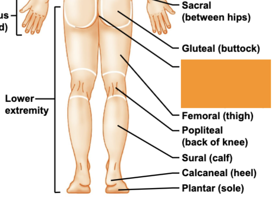 <p>region b/w anus + external genitalia</p>