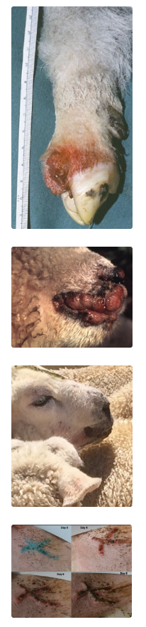 <p><u>Agent:</u> Parapox virus</p><ul><li><p>Highly resistant in environment (persists for 1yr)</p></li><li><p>ZOONOTIC!</p></li></ul><p><u>Transmission:</u> Penetrates skin through abrasions</p><ul><li><p>Mainly lambs (soft mouths) eating thistles or other rough feed</p></li></ul><p><u>Clinical Signs:</u></p><ol><li><p>Proliferative, solid lesions around mouth ± feet</p></li><li><p>Reduced GR due to reduced eating</p></li><li><p>± 2˚ bacterial infection in wet conditions</p></li></ol><p><u>Treatment:</u> Self-limiting</p><p><u>Prevention:</u> Vaccination with live vaccine scratched into axilla or groin → Cause disease at site that is NOT going to affect production</p><ul><li><p>Recommend ONLY if farmer had disease (otherwise introducing virus onto naive farm)</p></li><li><p>SINGLE dose to lambs at docking</p></li><li><p>Check lambs 1w after to assess for scabs</p></li></ul><p></p>
