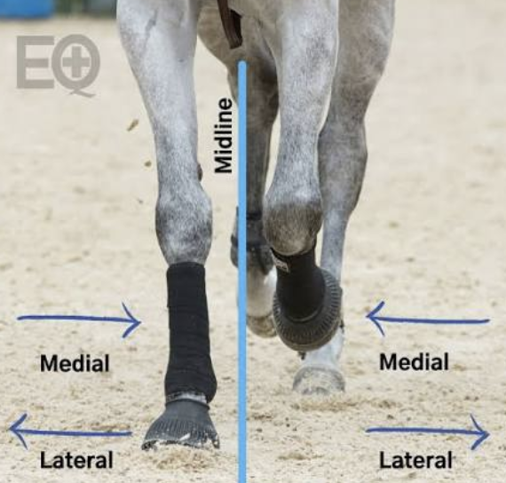 <p><span>Farther from the midline or median plane or towards the side of the body</span></p>