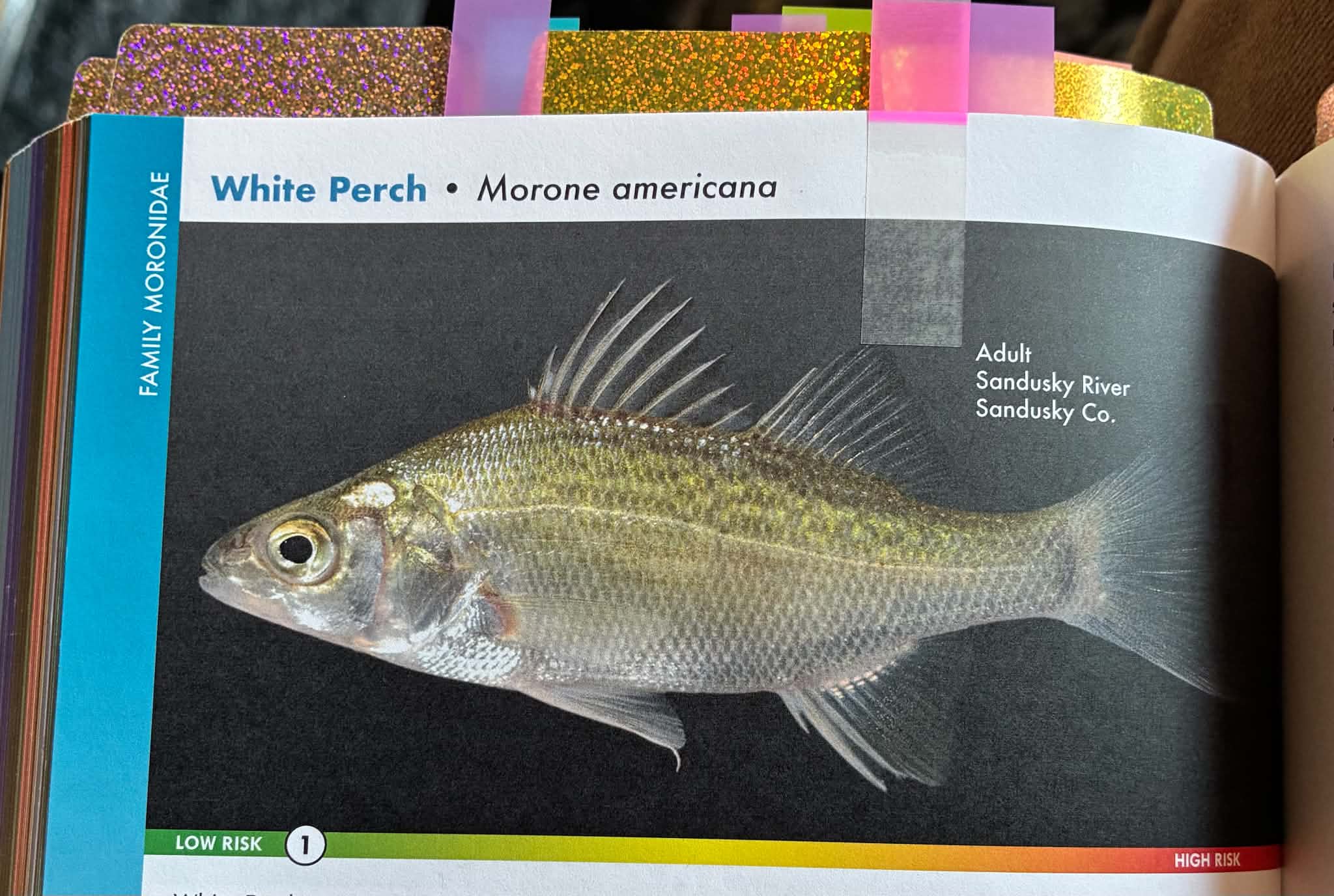 <p>White Perch</p>