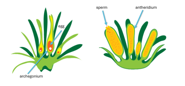 <p>-organs that enclose gametes and prevent them from drying out</p><p>-two kinds</p><ul><li><p>archegonium- produces egg cell; houses embryo after fertilization</p></li><li><p>antheridium- produces motile sperm</p></li></ul><p></p>