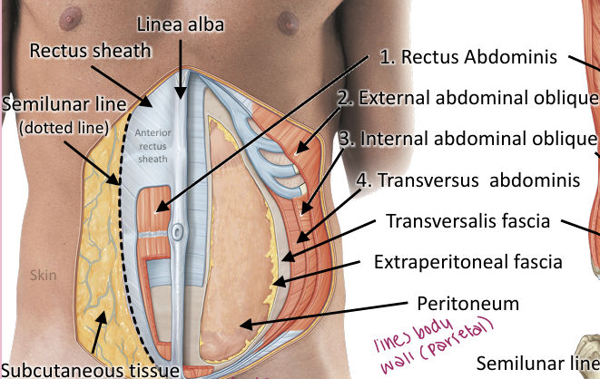 <p>From superficial to deep: skin → subcutaneous tissue → external abdominal oblique → internal abdominal oblique → transversus abdominis → transversalis fascia → extraperitoneal fascia → parietal peritoneum </p>