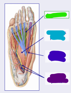<p>what component of the 2ns layer of the fot is hilghted in blue </p>