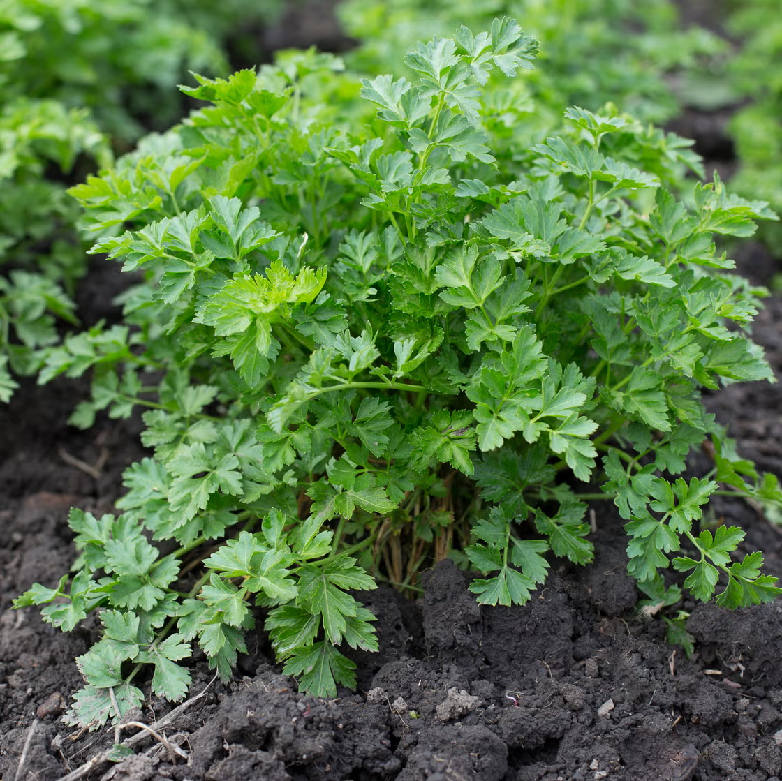 <p>Plant Common Name </p>