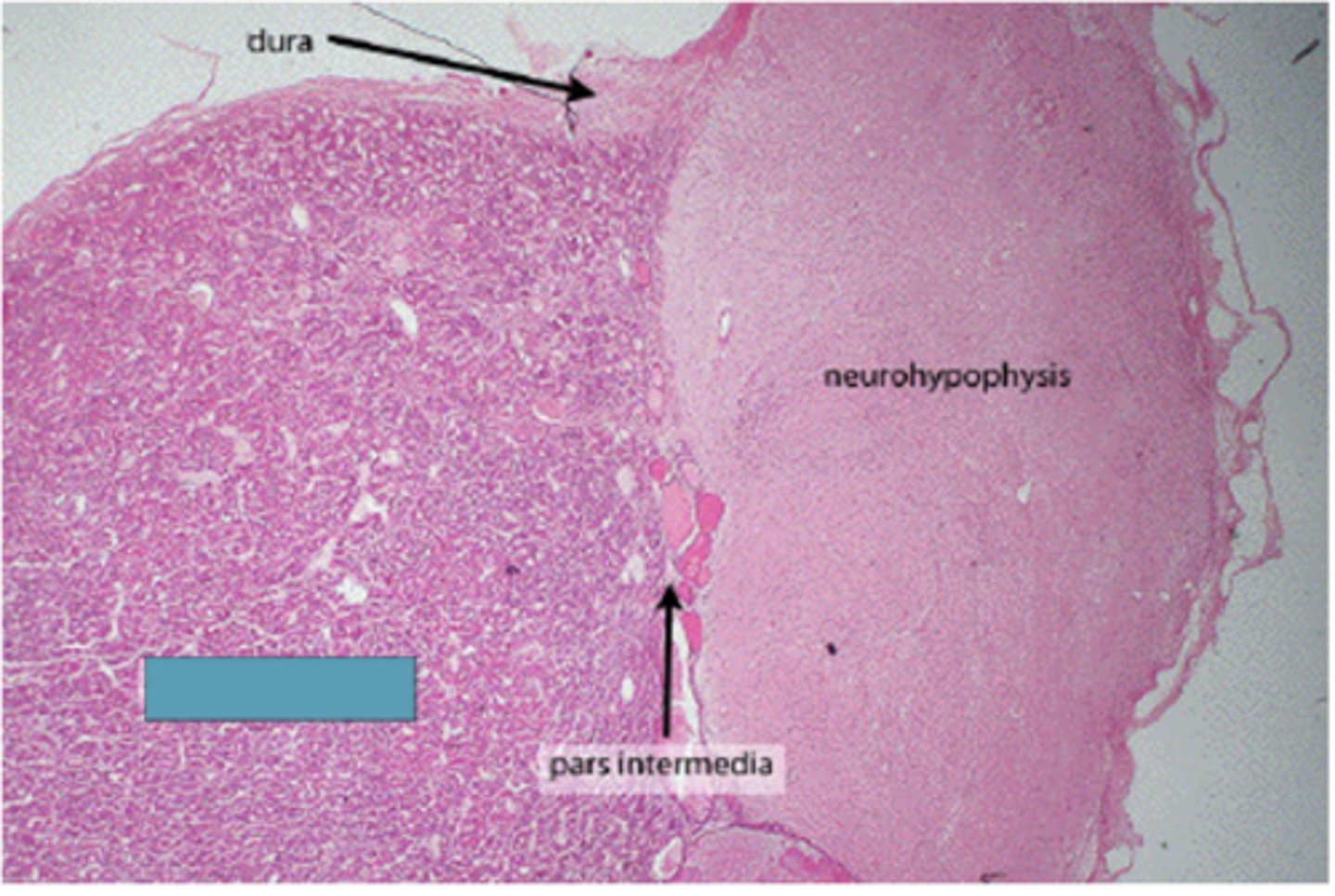 <p>Identify the region of the organ</p>