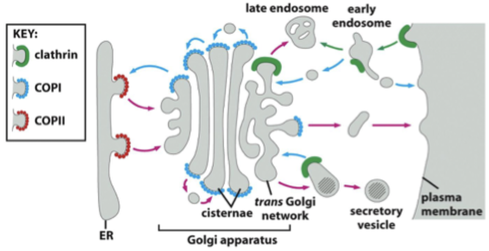 <p>ER → Golgi transport</p>
