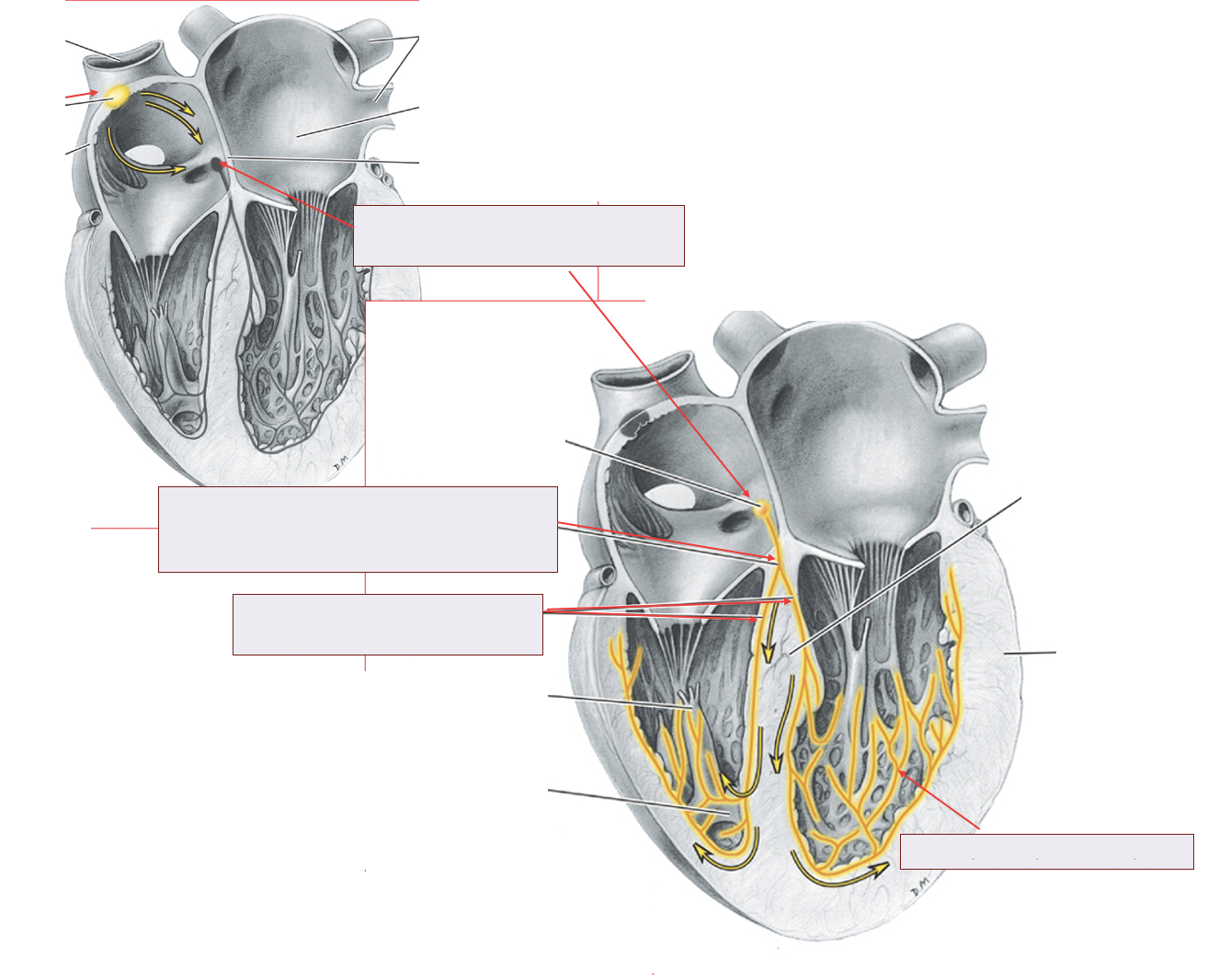 <p><span>Heart Conducting system</span></p>