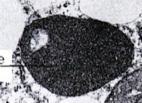 <p>Type microbody, uitsluitend aanwezig in planten (niet in dieren). Bevatten de enzymen van de glyoxylzuurcyclus waarmee vetten worden omgezet in suikers — iets wat dieren niet kunnen. Zeer actief in cellen van kiemende oliehoudende zaden (bv. pindanoten), waar reservevet wordt omgezet naar suiker voor de groeiende kiemplant. Op E.M.-foto's vaak duidelijk geassocieerd met vetdruppeltjes in de cel.</p>