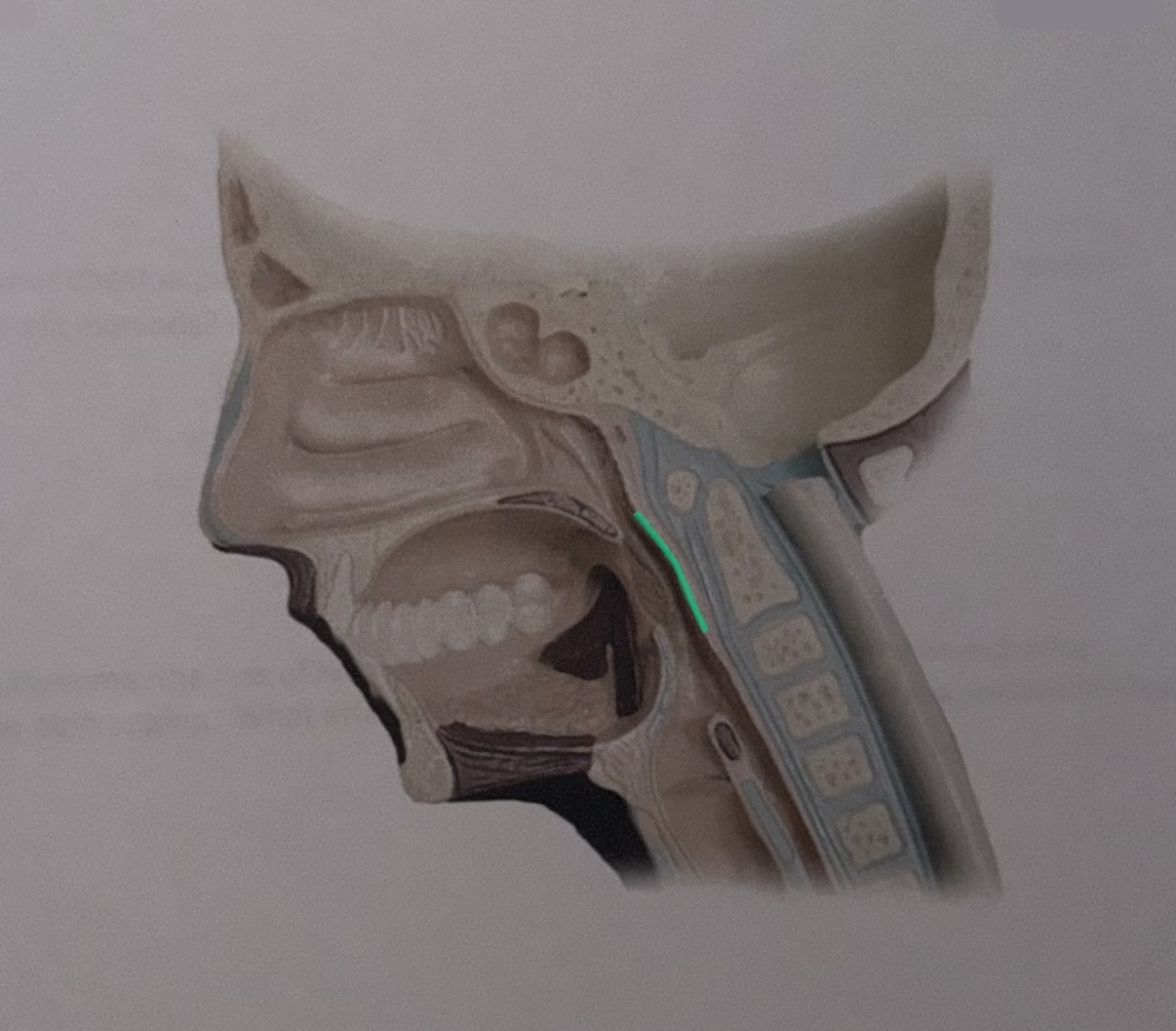 knowt flashcard image