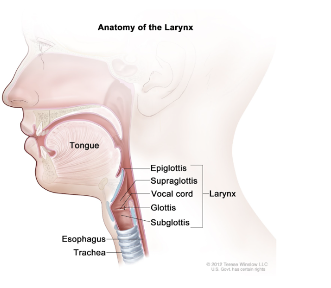 <p>the part of the larynx consisting of the vocal cords and the opening between them. It affects voice modulation through expansion or contraction.</p><p>Opening is caused by airflow through the glottis which vibrates the vocal cords and produces sound</p><p>Sounds are produced when muscles in the larynx are close/tensed</p><p>(Not a cartilage)</p>