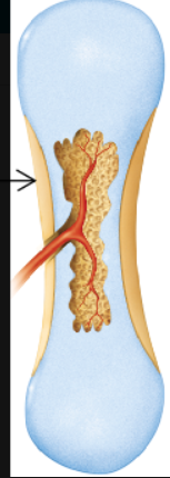 <p>Which bone-forming process is shown in the figure?</p>