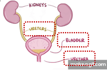 <ol><li><p><strong>Storage Phase</strong>: The bladder acts as a reservoir. The detrusor muscle (bladder wall) remains relaxed, while the internal and external urethral sphincters are contracted to prevent leakage.</p></li><li><p><strong>Voiding Phase</strong>: Once the bladder reaches a certain volume, stretch receptors trigger the micturition reflex. This causes the detrusor muscle to contract and the sphincters to relax, allowing urine to flow out</p></li></ol><p>this pic is acc a video</p>