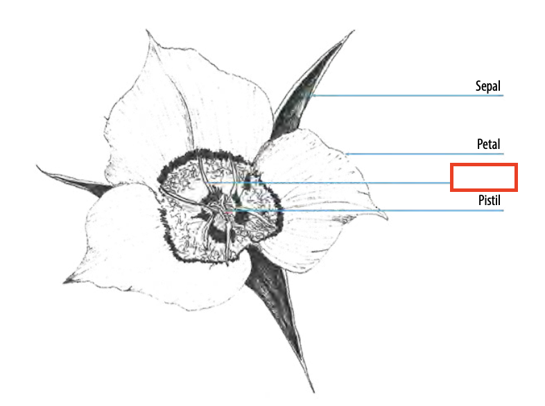 <ul><li><p>flower <span><span>part consisting of the male reproductive organs of a flower</span></span></p></li></ul><p></p>