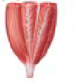 <p>Deltoid - what pattern</p>
