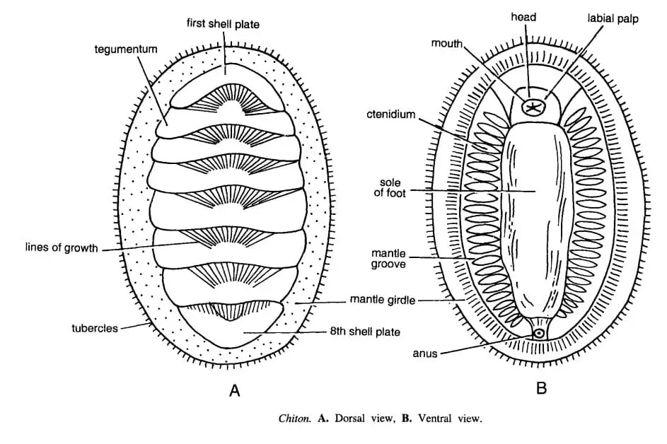 <p>What Mollusc class is this?</p>