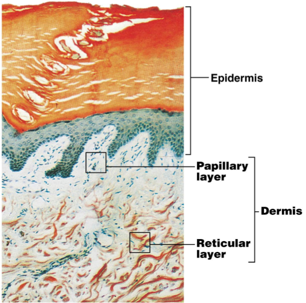 <ol><li><p>Papillary</p></li><li><p>Reticular</p></li></ol><p></p>
