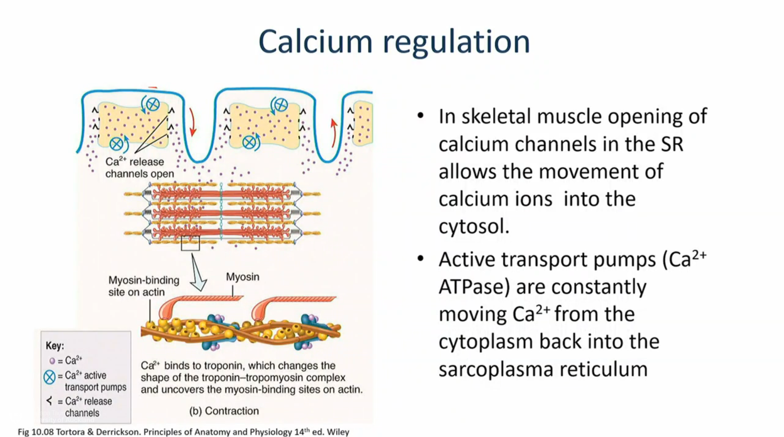 <p>action potential causes release of Ca<sup>2+</sup></p>