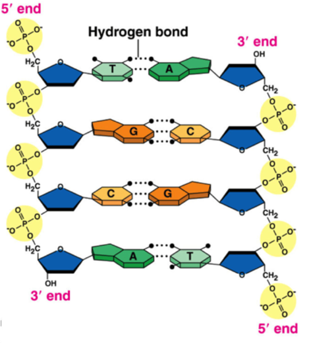 <p>Describes how the two backbones of DNA run in opposite directions - one 3'-5' and the other 5'-3'. Explains why there is a leading strand and a lagging strand in DNA replication.</p>