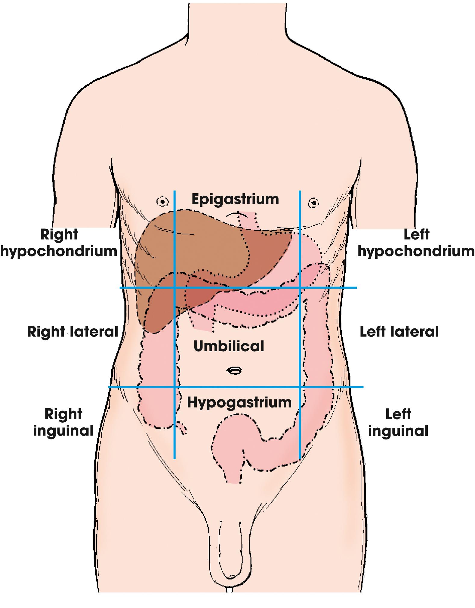 <p>Superior:</p><p>Right hypochondrium</p><p>Epigastrium</p><p>Left hypochondrium</p><p></p><p>Middle:</p><p>Right lateral</p><p>Umbilical</p><p>Left lateral</p><p></p><p>Inferior:</p><p>Right inguinal</p><p>Hypogastrium</p><p>Left inguinal</p>