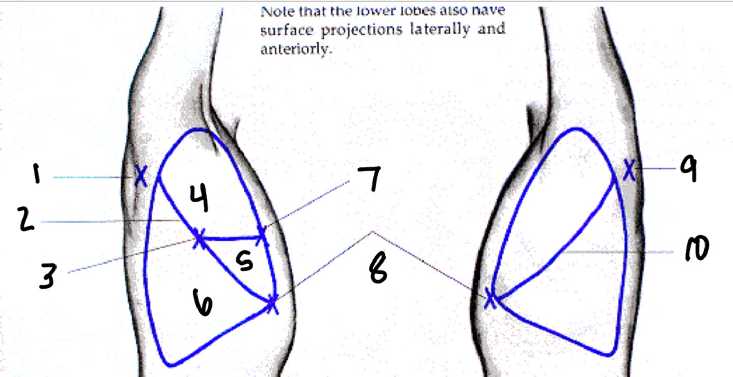<p>10</p>