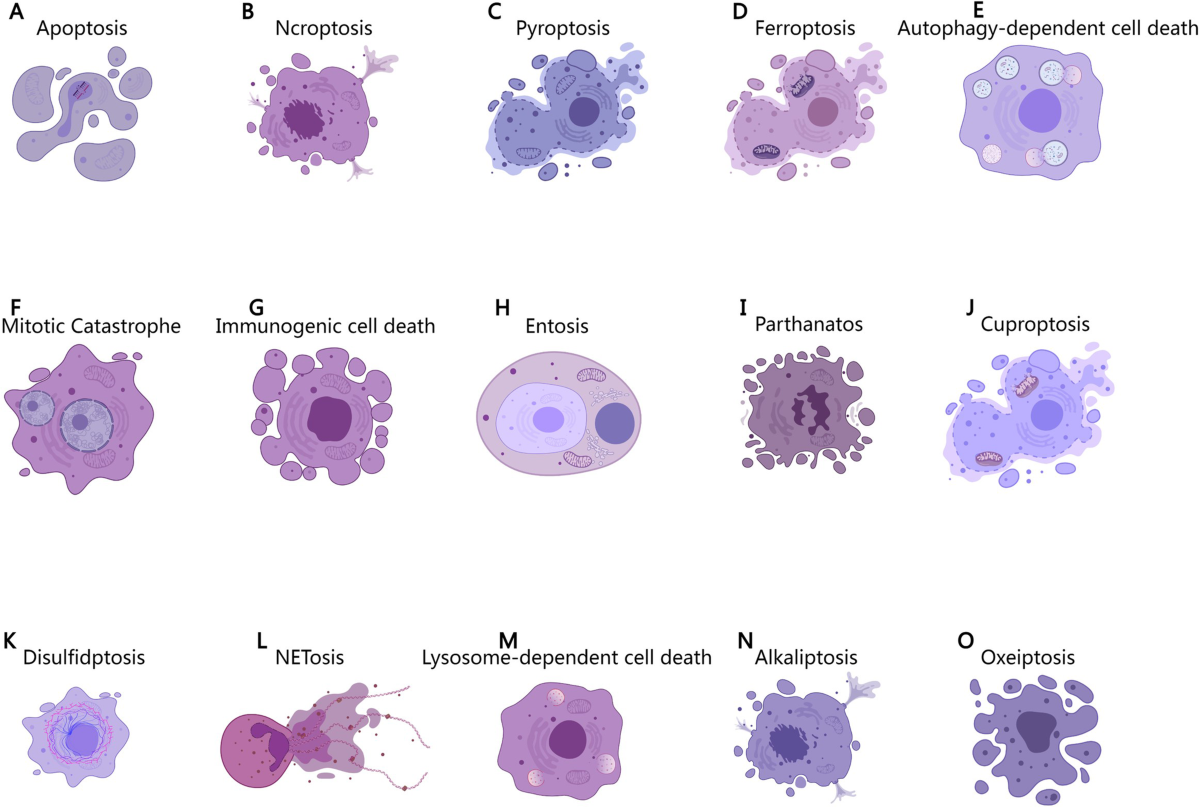 cell shape